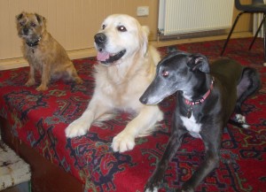 dogs